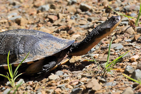 Eastern Snake-necked Turtle (Chelodina longicollis)